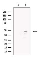 KLF15 Antibody in Western Blot (WB)