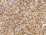 KLF2 Antibody in Immunohistochemistry (Paraffin) (IHC (P))