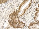 KLF2 Antibody in Immunohistochemistry (Paraffin) (IHC (P))