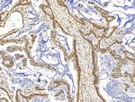 KLF2 Antibody in Immunohistochemistry (Paraffin) (IHC (P))