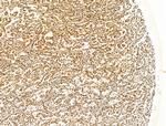 KLF2 Antibody in Immunohistochemistry (Paraffin) (IHC (P))