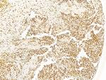 KLF2 Antibody in Immunohistochemistry (Paraffin) (IHC (P))