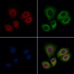 Kallikrein 1 Antibody in Immunocytochemistry (ICC/IF)