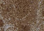 Kallikrein 1 Antibody in Immunohistochemistry (Paraffin) (IHC (P))