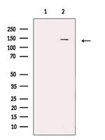 SETDB1 Antibody in Western Blot (WB)