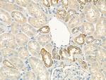 Laminin Antibody in Immunohistochemistry (Paraffin) (IHC (P))