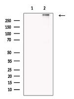 Laminin Antibody in Western Blot (WB)