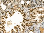 LAP2 Antibody in Immunohistochemistry (Paraffin) (IHC (P))