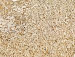 LAP2 Antibody in Immunohistochemistry (Paraffin) (IHC (P))