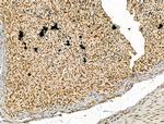 LAP2 Antibody in Immunohistochemistry (Paraffin) (IHC (P))