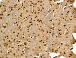 LAP2 Antibody in Immunohistochemistry (Paraffin) (IHC (P))