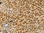 LAP2 Antibody in Immunohistochemistry (Paraffin) (IHC (P))