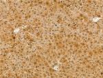 LAP2 Antibody in Immunohistochemistry (Paraffin) (IHC (P))