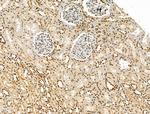 LAP2 Antibody in Immunohistochemistry (Paraffin) (IHC (P))