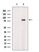 LAP2 Antibody in Western Blot (WB)