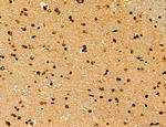 Lass2 Antibody in Immunohistochemistry (Paraffin) (IHC (P))