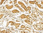 Lass2 Antibody in Immunohistochemistry (Paraffin) (IHC (P))