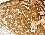 Lass2 Antibody in Immunohistochemistry (Paraffin) (IHC (P))