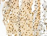 Lass2 Antibody in Immunohistochemistry (Paraffin) (IHC (P))