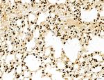 Lass2 Antibody in Immunohistochemistry (Paraffin) (IHC (P))