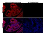 LC3A/LC3B Antibody in Immunohistochemistry (Paraffin) (IHC (P))