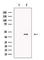 Lefty Antibody in Western Blot (WB)