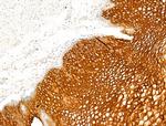 LIF Antibody in Immunohistochemistry (Paraffin) (IHC (P))