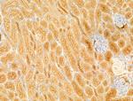 LIF Antibody in Immunohistochemistry (Paraffin) (IHC (P))