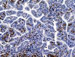 LOXL2 Antibody in Immunohistochemistry (Paraffin) (IHC (P))