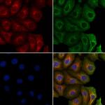 LOXL4 Antibody in Immunocytochemistry (ICC/IF)