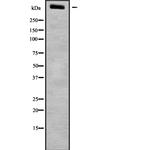 LRP1B Antibody in Western Blot (WB)