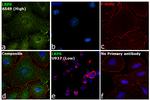 LRP6 Antibody in Immunocytochemistry (ICC/IF)