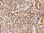 H2AFY2 Antibody in Immunohistochemistry (Paraffin) (IHC (P))