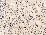 H2AFY2 Antibody in Immunohistochemistry (Paraffin) (IHC (P))