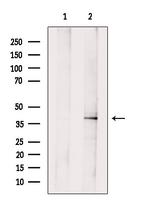 H2AFY2 Antibody in Western Blot (WB)