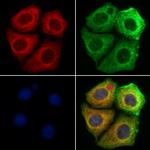 MAN2A1 Antibody in Immunocytochemistry (ICC/IF)