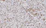 MAPKAPK3 Antibody in Immunohistochemistry (Paraffin) (IHC (P))