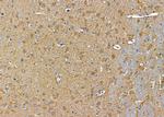 MARCH8 Antibody in Immunohistochemistry (Paraffin) (IHC (P))