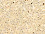 MAT1A Antibody in Immunohistochemistry (Paraffin) (IHC (P))