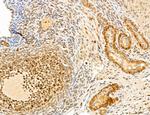 MAT2A Antibody in Immunohistochemistry (Paraffin) (IHC (P))