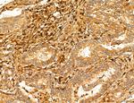 MAT2A Antibody in Immunohistochemistry (Paraffin) (IHC (P))