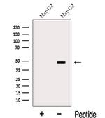 MAT2A Antibody in Western Blot (WB)