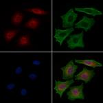 MCM7 Antibody in Immunocytochemistry (ICC/IF)