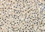 MCM7 Antibody in Immunohistochemistry (Paraffin) (IHC (P))