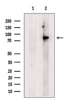 MCM7 Antibody in Western Blot (WB)