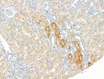 ZC3H12A Antibody in Immunohistochemistry (Paraffin) (IHC (P))