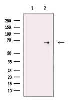 ZC3H12A Antibody in Western Blot (WB)