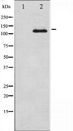 CSF1R Antibody in Western Blot (WB)