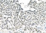 MED31 Antibody in Immunohistochemistry (Paraffin) (IHC (P))