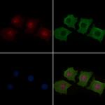 MAP2K1/MAP2K2 Antibody in Immunocytochemistry (ICC/IF)